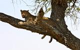 TANZANIA - Serengeti National Park - Leopardo - 22